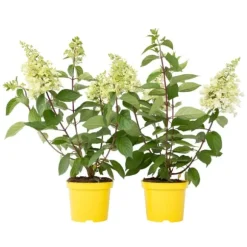 Hortensia - Sæt 2 - Hydrangea paniculata 'Candlelight' - Højde 25-40cm - ⌀19cm