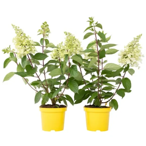 Hortensia - Sæt 2 - Hydrangea paniculata 'Candlelight' - Højde 25-40cm - ⌀19cm