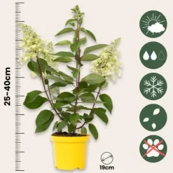 Hortensia - Sæt 2 - Hydrangea paniculata 'Candlelight' - Højde 25-40cm - ⌀19cm