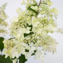 Hortensia - Sæt 2 - Hydrangea paniculata 'Candlelight' - Højde 25-40cm - ⌀19cm