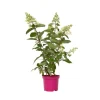 Hortensia - Sæt 4 - Hydrangea paniculata 'Pinky Winky' - Højde 25-40cm - ⌀19cm
