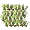 Hortensia - Sæt med 24 - Hortensia paniculata - Højde 25-35cm - ⌀9cm