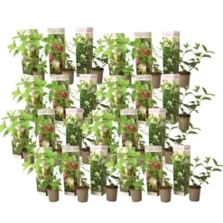 Hortensia - Sæt med 24 - Hortensia paniculata - Højde 25-35cm - ⌀9cm