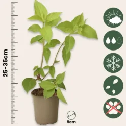 Hortensia - Sæt med 24 - Hortensia paniculata - Højde 25-35cm - ⌀9cm