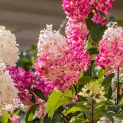 Hortensia - Sæt med 24 - Hortensia paniculata - Højde 25-35cm - ⌀9cm
