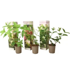 Hortensia - Sæt med 3 - Hortensia paniculata - Højde 25-35cm - ⌀9cm