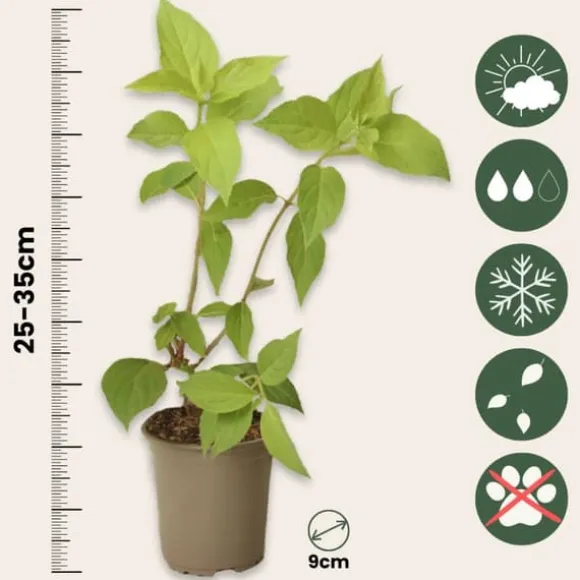 Hortensia - Sæt med 3 - Hortensia paniculata - Højde 25-35cm - ⌀9cm