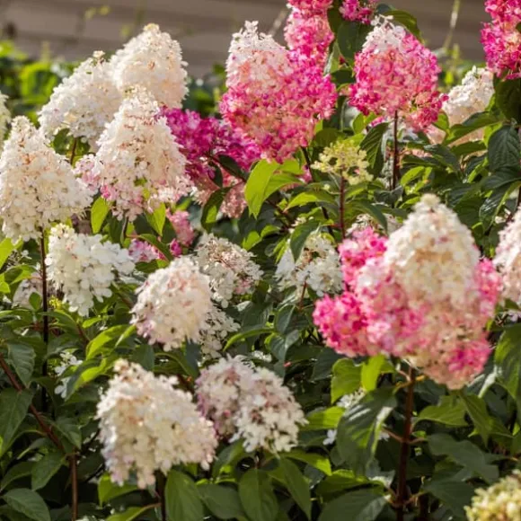 Hortensia - Sæt med 3 - Hortensia paniculata - Højde 25-35cm - ⌀9cm