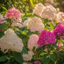 Hortensia - Sæt med 3 - Hortensia paniculata - Højde 25-35cm - ⌀9cm