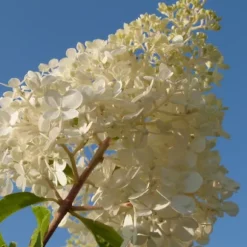 Hortensia - Sæt med 3 - Hortensia paniculata - Højde 25-35cm - ⌀9cm