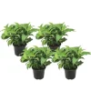 Hortensia - Sæt med 4 - Hydrangea serrata 'Summerglow' - Højde 25-40cm - ⌀19cm