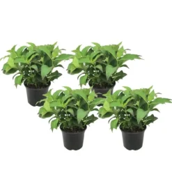 Hortensia - Sæt med 4 - Hydrangea serrata 'Summerglow' - Højde 25-40cm - ⌀19cm