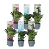 Hortensia - Sæt med 6 - Hydrangea macrophylla - Højde 25-40cm - ⌀9cm
