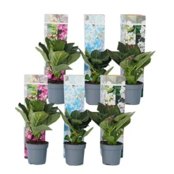 Hortensia - Sæt med 6 - Hydrangea macrophylla - Højde 25-40cm - ⌀9cm