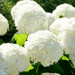 Hortensia - Sæt med 6 - Hydrangea macrophylla - Højde 25-40cm - ⌀9cm
