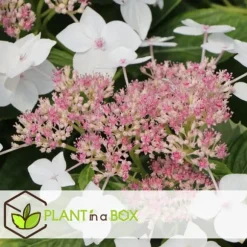 Hortensia - Sæt med 6 - Hydrangea macrophylla - Højde 25-40cm - ⌀9cm