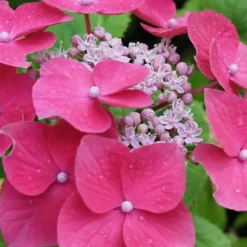 Hortensia - Sæt med 6 - Hydrangea macrophylla - Højde 25-40cm - ⌀9cm