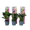 Hortensia - Sæt med 6 - Hydrangea macrophylla - Højde 25-40cm - ⌀9cm