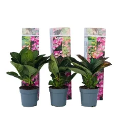 Hortensia - Sæt med 6 - Hydrangea macrophylla - Højde 25-40cm - ⌀9cm