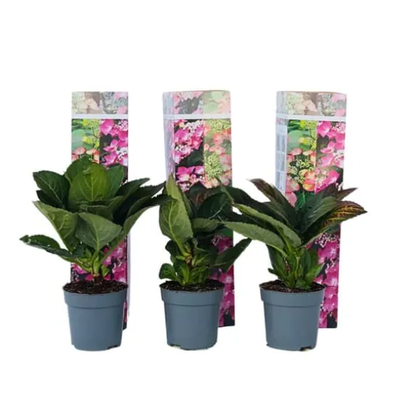 Hortensia - Sæt med 6 - Hydrangea macrophylla - Højde 25-40cm - ⌀9cm