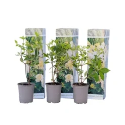 Hortensia - Sæt med 3 - Hydrangea paniculata 'Phantom' - Højde 25-40cm - ⌀9cm