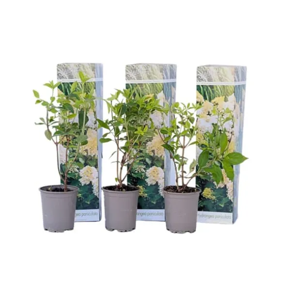 Hortensia - Sæt med 3 - Hydrangea paniculata 'Phantom' - Højde 25-40cm - ⌀9cm