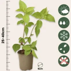 Hortensia - Sæt med 3 - Hydrangea paniculata 'Phantom' - Højde 25-40cm - ⌀9cm