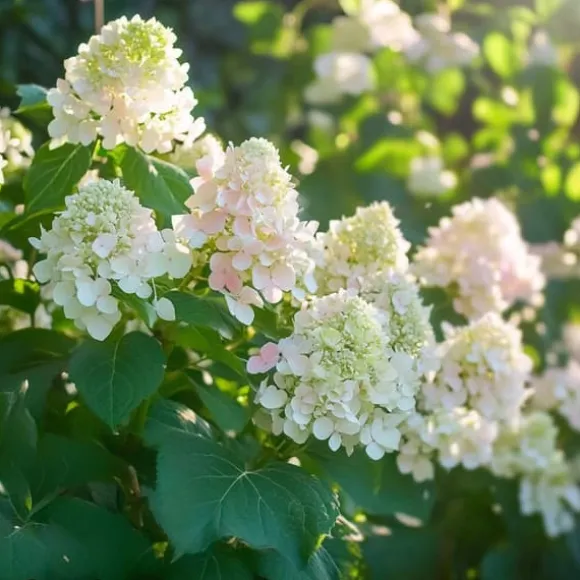 Hortensia - Sæt med 3 - Hydrangea paniculata 'Phantom' - Højde 25-40cm - ⌀9cm