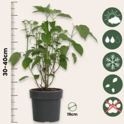 Hortensia - Sæt med 3 - Hydrangea 'Strong Annabelle' - Højde 30-40cm - ⌀19cm