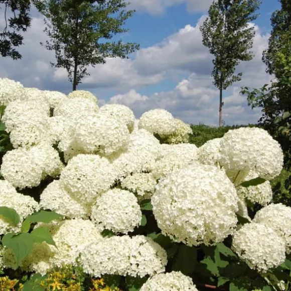Hortensia - Sæt med 3 - Hydrangea 'Strong Annabelle' - Højde 30-40cm - ⌀19cm