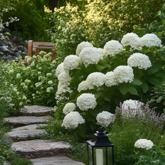 Hortensia - Sæt med 3 - Hydrangea 'Strong Annabelle' - Højde 30-40cm - ⌀19cm