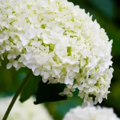 Hortensia - Sæt med 3 - Hydrangea 'Strong Annabelle' - Højde 30-40cm - ⌀19cm