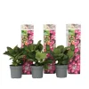 Hortensia - Sæt med 3 - Hydrangea macrophylla - Højde 25-40cm - ⌀9cm