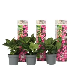 Hortensia - Sæt med 3 - Hydrangea macrophylla - Højde 25-40cm - ⌀9cm