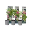 Hortensia - Sæt med 3 - Hydrangea paniculata 'Pink Lady' - Højde 25-40cm - ⌀9cm