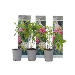 Hortensia - Sæt med 3 - Hydrangea paniculata 'Pink Lady' - Højde 25-40cm - ⌀9cm