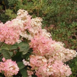 Hortensia - Sæt med 3 - Hydrangea paniculata 'Pink Lady' - Højde 25-40cm - ⌀9cm