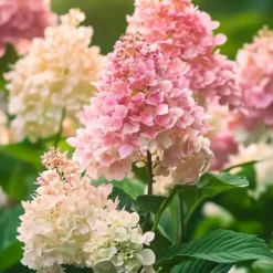 Hortensia - Sæt med 3 - Hydrangea paniculata 'Pink Lady' - Højde 25-40cm - ⌀9cm