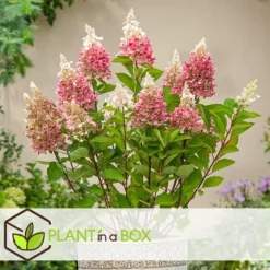 Hortensia - Sæt med 3 - Hydrangea paniculata 'Pink Lady' - Højde 25-40cm - ⌀9cm
