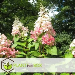 Hortensia - Sæt med 3 - Hydrangea paniculata 'Pink Lady' - Højde 25-40cm - ⌀9cm