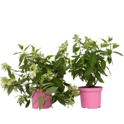 Hortensia - Sæt med 2 - Hydrangea paniculata 'Confetti' - Højde 25-40cm - ⌀19cm