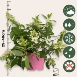 Hortensia - Sæt med 2 - Hydrangea paniculata 'Confetti' - Højde 25-40cm - ⌀19cm