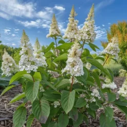 Hortensia - Sæt med 2 - Hydrangea paniculata 'Confetti' - Højde 25-40cm - ⌀19cm