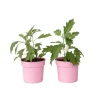 Hortensia - Sæt med 2 - Hydrangea 'Ice Crystal' - Højde 25-40cm - ⌀19cm