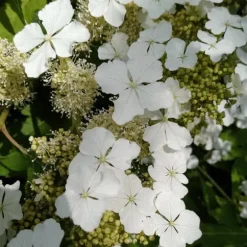 Hortensia - Sæt med 2 - Hydrangea 'Ice Crystal' - Højde 25-40cm - ⌀19cm