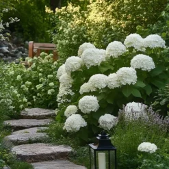 Hortensia - Sæt med 2 - Hydrangea 'Strong Annabelle' - Højde 30-40cm - ⌀19cm