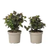 Hortensia - Sæt med 2 - Hydrangea 'Dare Devil' - Højde 25-40cm - ⌀19cm