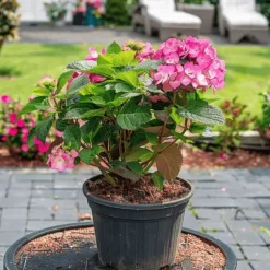Hortensia - Sæt med 2 - Hydrangea 'Dare Devil' - Højde 25-40cm - ⌀19cm