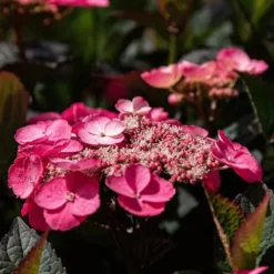 Hortensia - Sæt med 2 - Hydrangea 'Dare Devil' - Højde 25-40cm - ⌀19cm