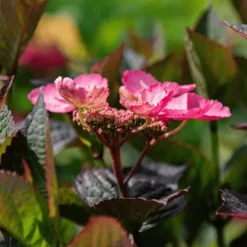 Hortensia - Sæt med 2 - Hydrangea 'Dare Devil' - Højde 25-40cm - ⌀19cm